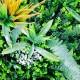 Mur Végétal Artificiel Savane : rendu exotique et réaliste