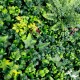 Détails Mur vegetal artificiel Vegetal Chic lot 5 m²