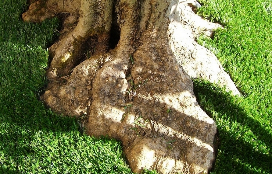 Découpe courbée autour d'une racine d'arbre - gazon artificiel