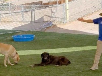 Gazon synthétique pour chiens