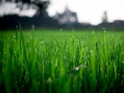 Comment gérer la pluie sur votre pelouse artificielle : astuces et conseils