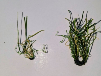 Qualité du gazon synthétique : l’importance du nombre de fils par piqûre